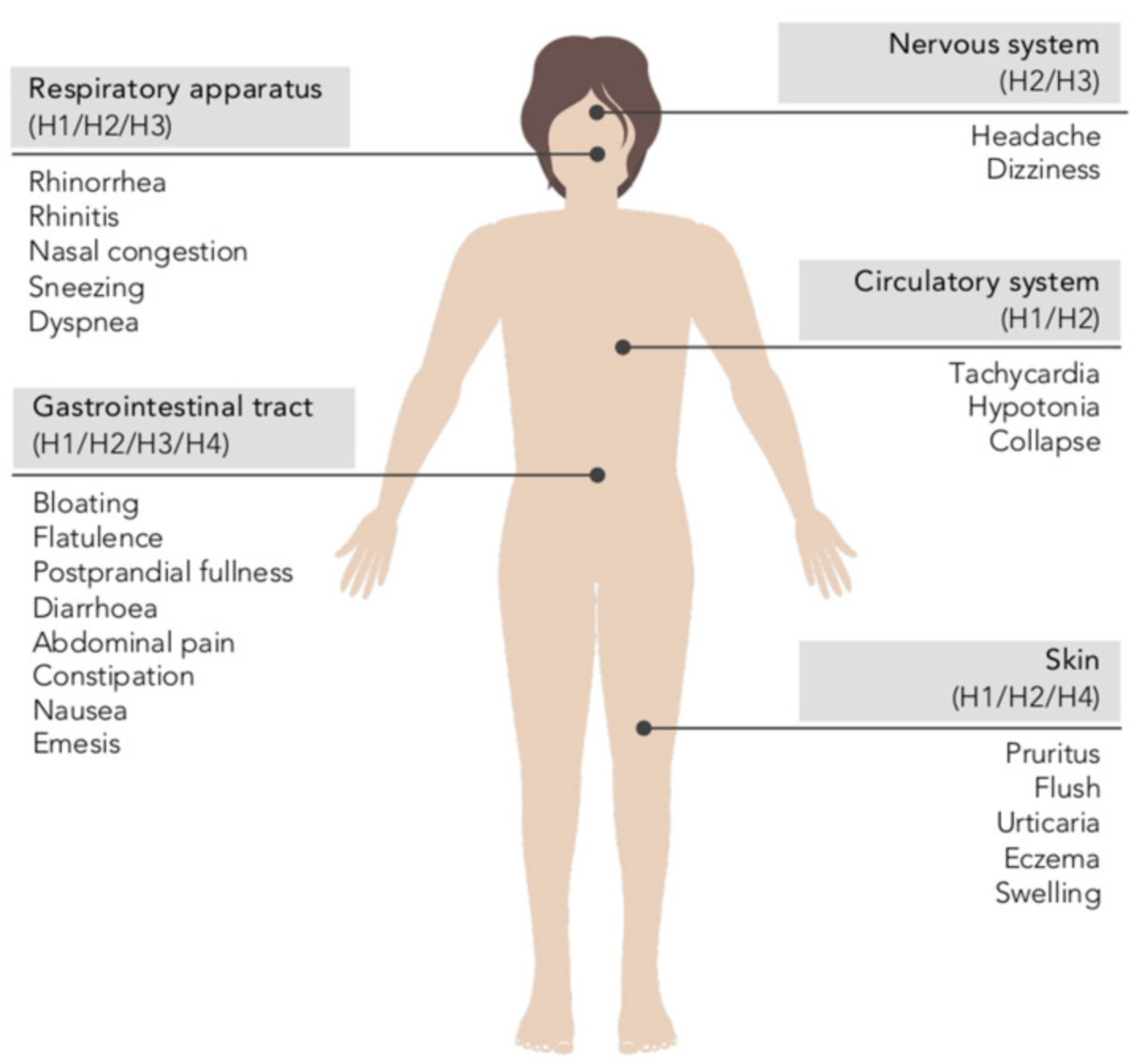 Sites of Histamine action in the body