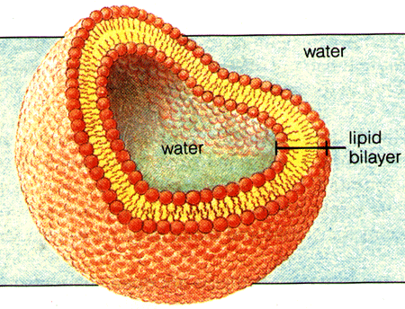 A cell with the lipid bilayer. The lipid Bilayer is where omega3 fatty acids congregate.