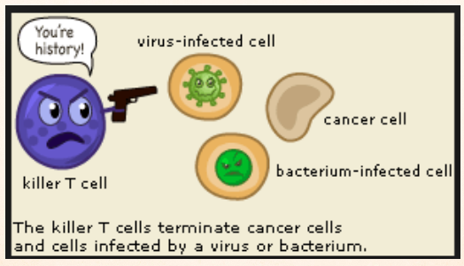 killer-t-cells