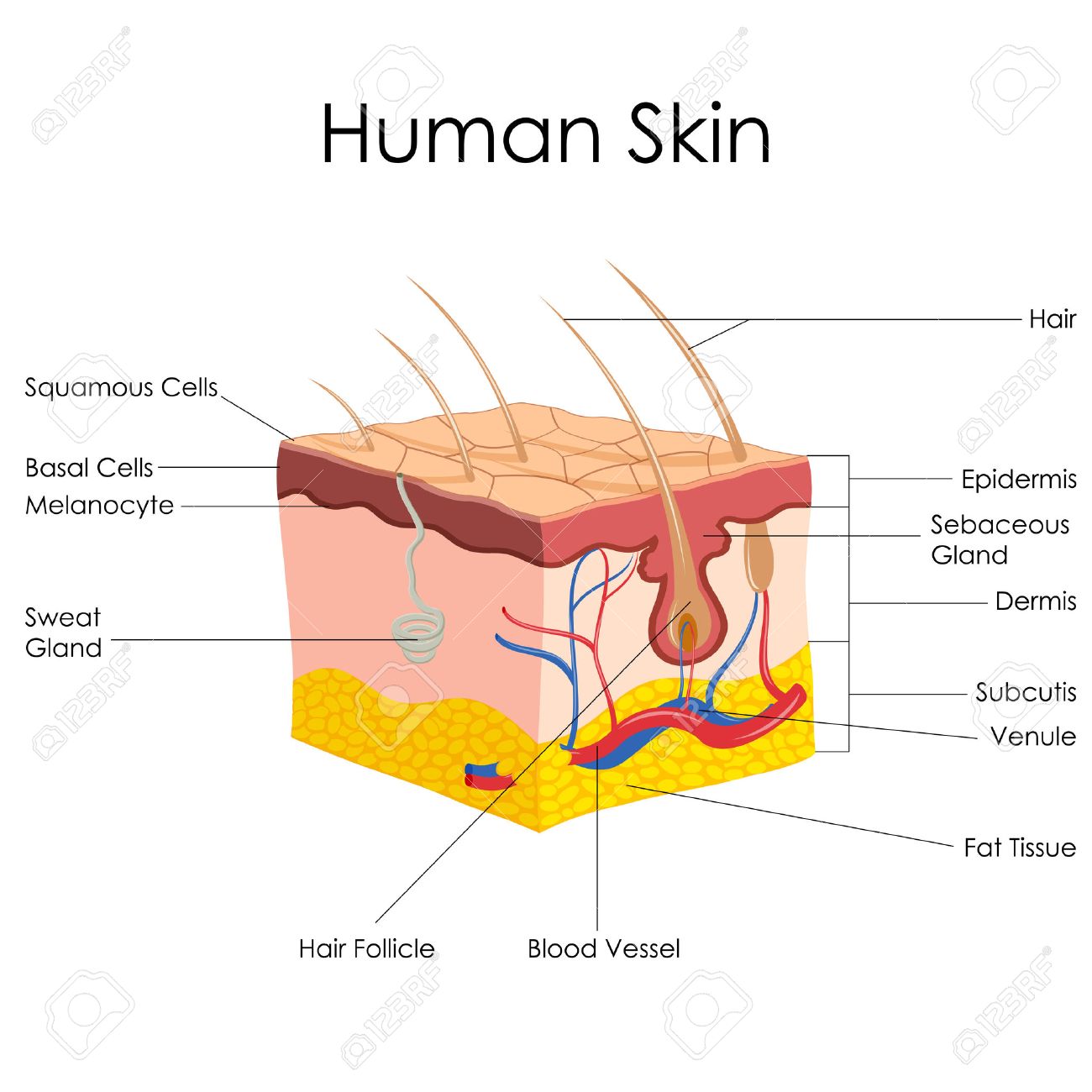 skin diagram.jpg