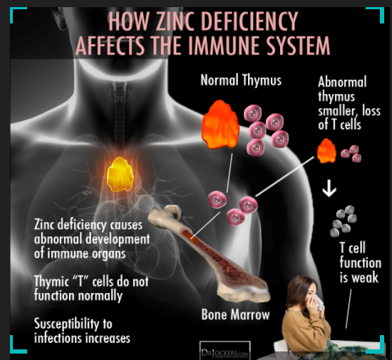 zinc immune system.png